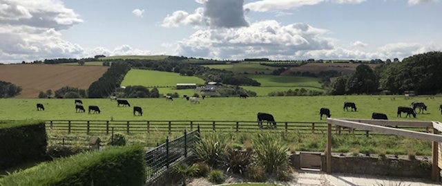 View over fields of cows