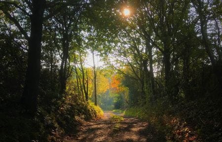 sunshine through the trees