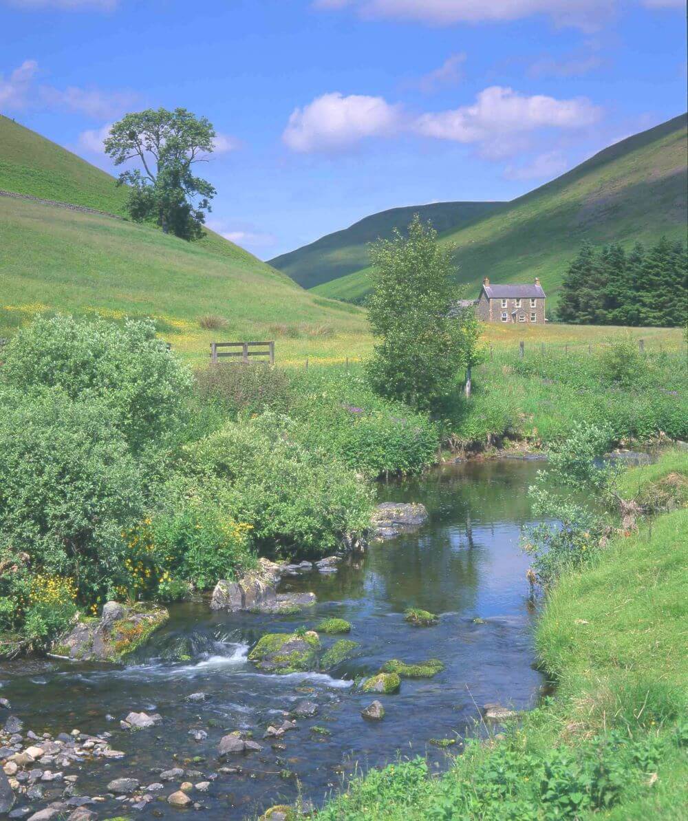 cheviots