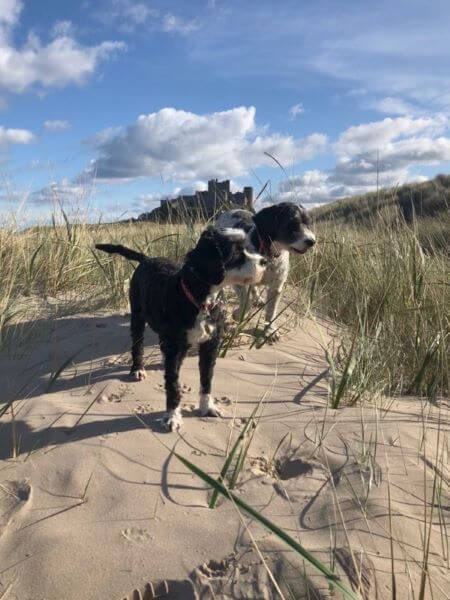 cockapoos on the beach