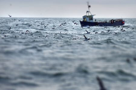 farne island boat tour