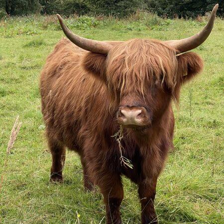 highland cow