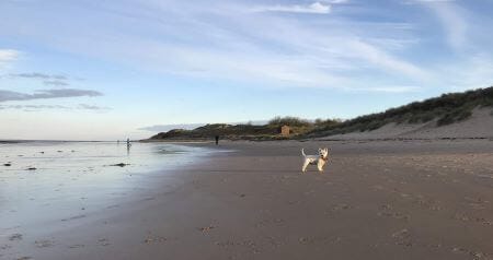 Little white dog on the beach