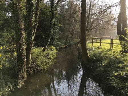 tree lined river