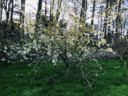 blossom on branches