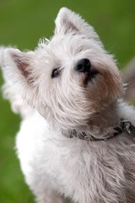 westie