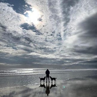 dogs on the beach