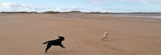 dogs running on the beach