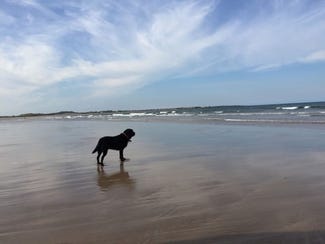 dog on the beach