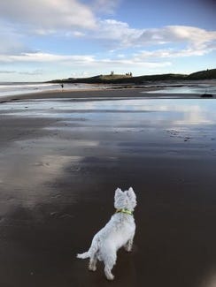 westie on the beach